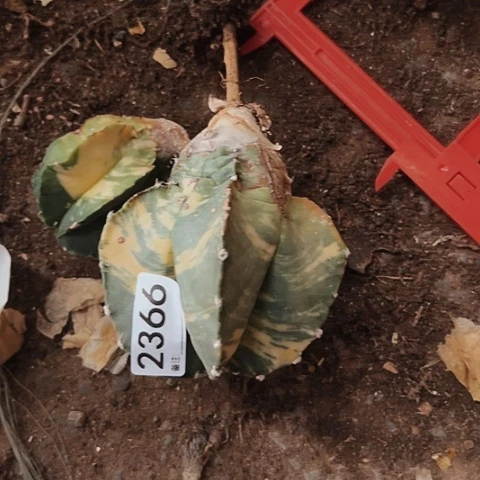 2366只有木心的鸾锦