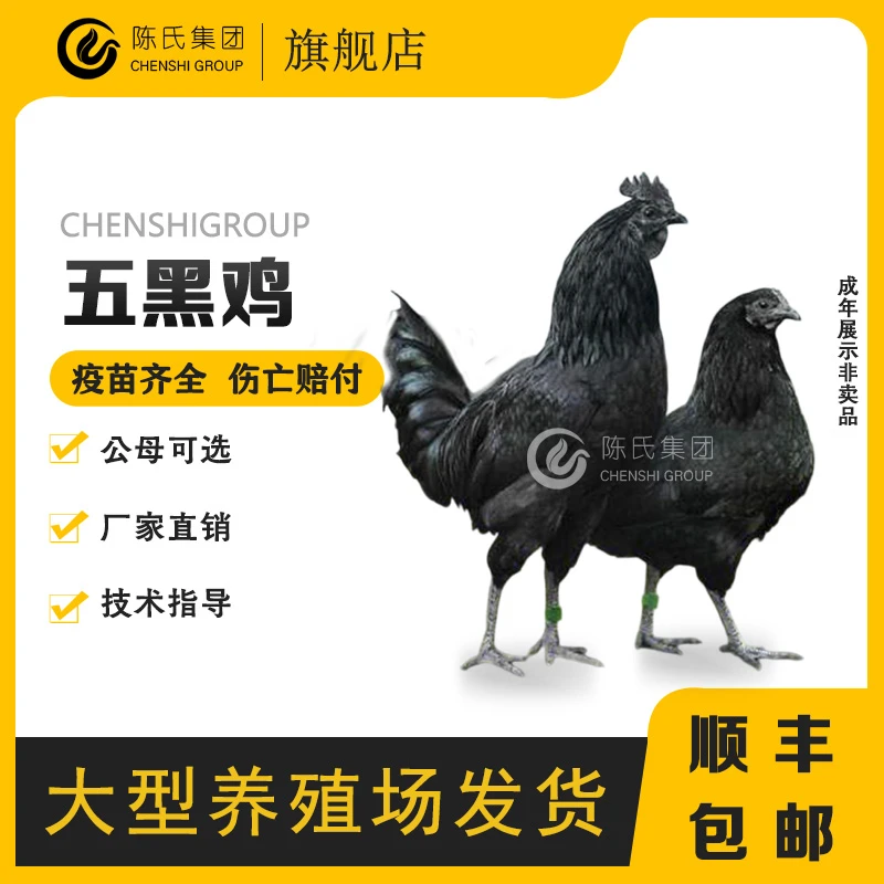五黑鸡脱温绿壳蛋鸡半斤乌鸡高产蛋鸡散养土鸡宠物鸡顺丰包邮JX