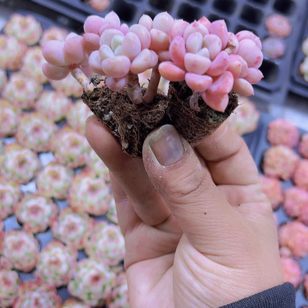 花瓣露小老桩3个19包邮