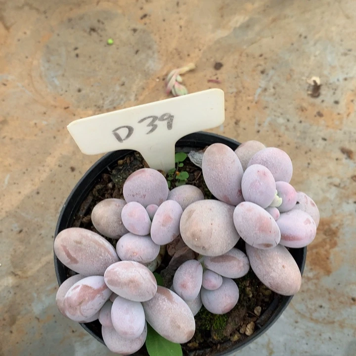 多体系和欧62626273637