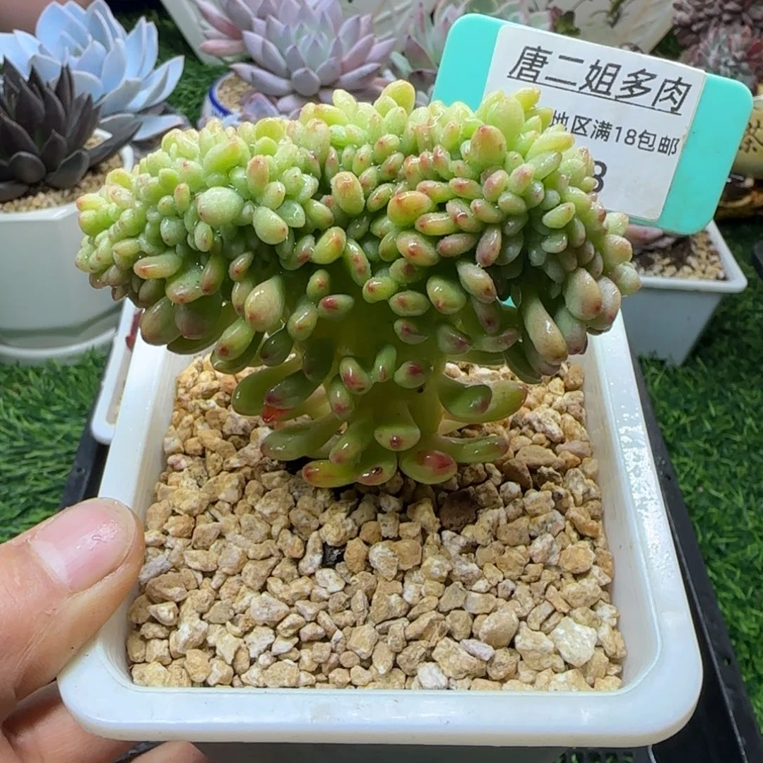 唐二姐多肉编号118