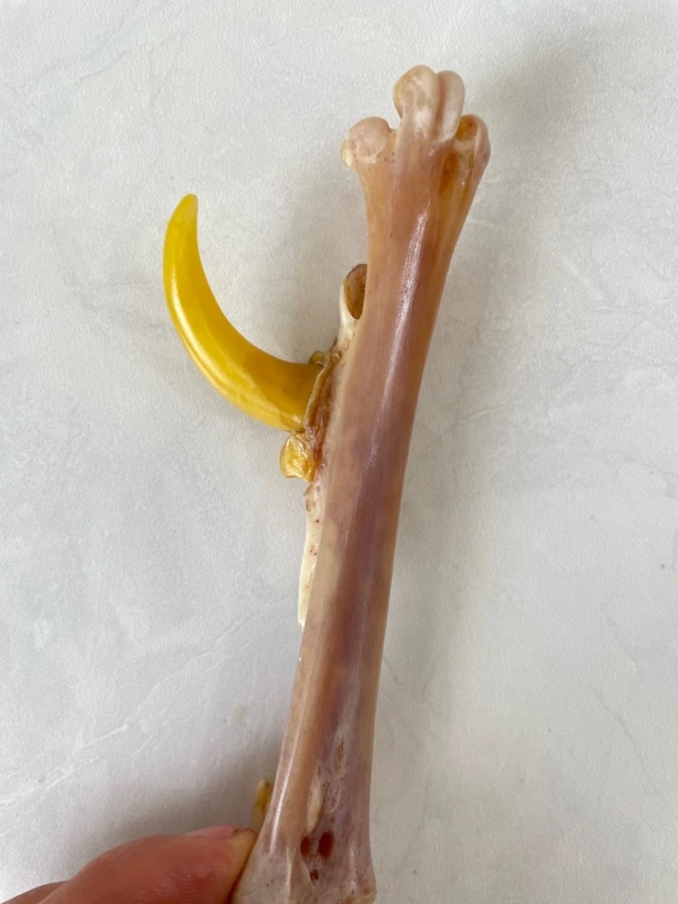 鸡爪骨手把件斗鸡倒拐盔甲文玩单只