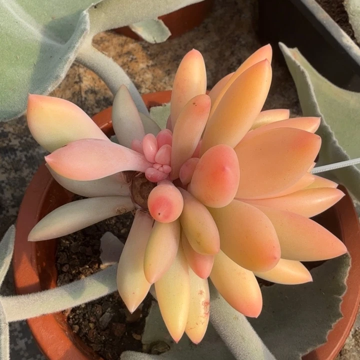 带嫁接木整颗美人锦