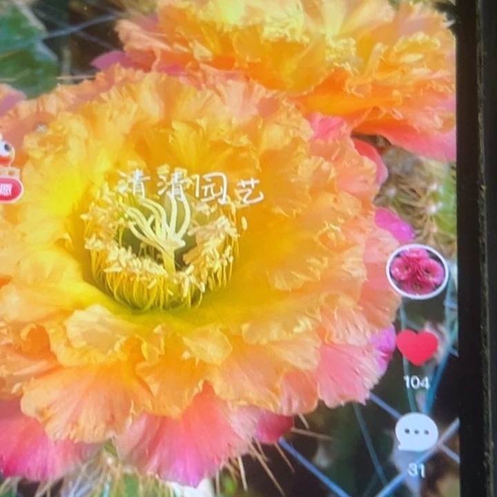 清清黄白菜侧牙瑕疵黑点