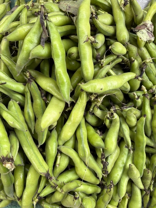 云南昭通本地蚕豆