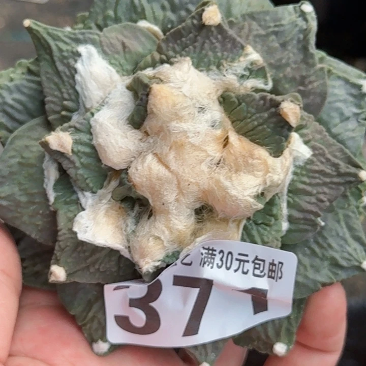 0***0无花朵福利落地大花怒牡丹371