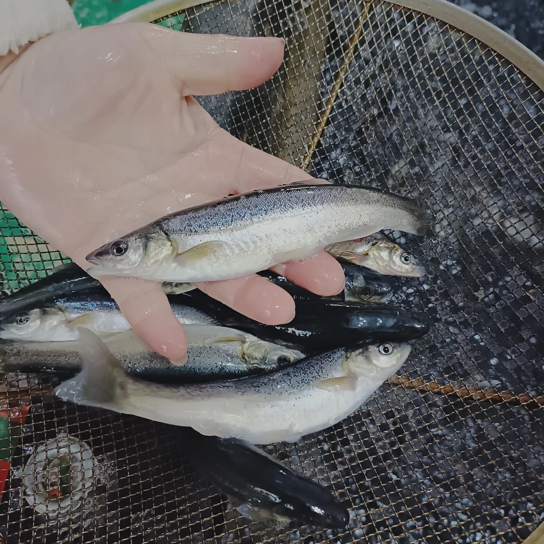 东北柳根鱼，顺丰发货，保鲜不保活，（6.7-7斤）