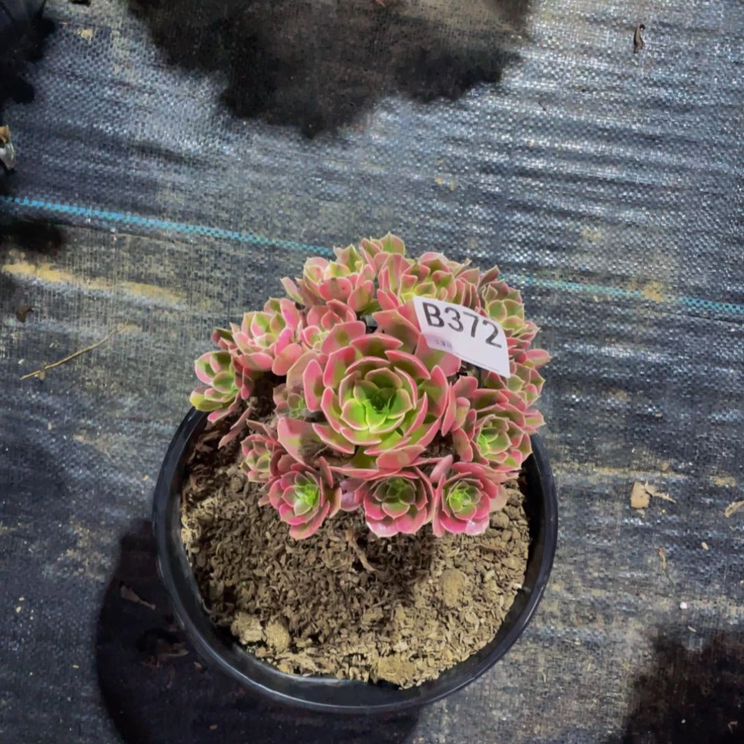 西***～香妃多肉植物 372000