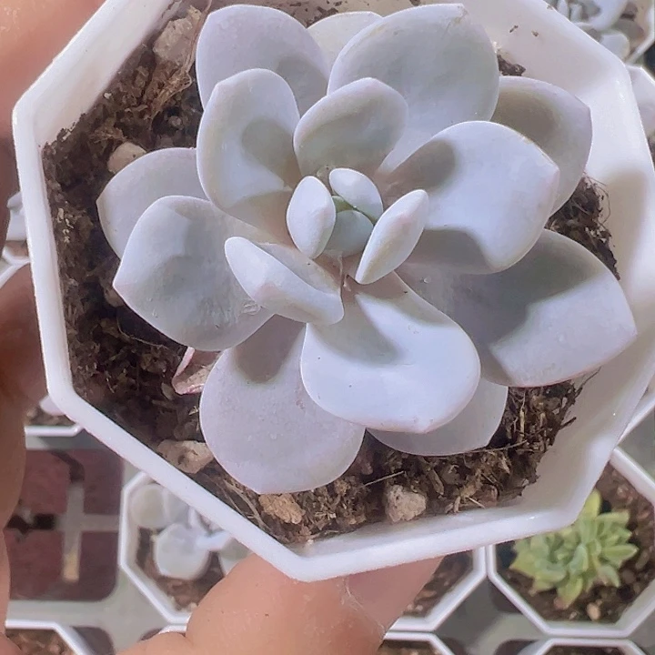 雪莲精品多肉植物大战