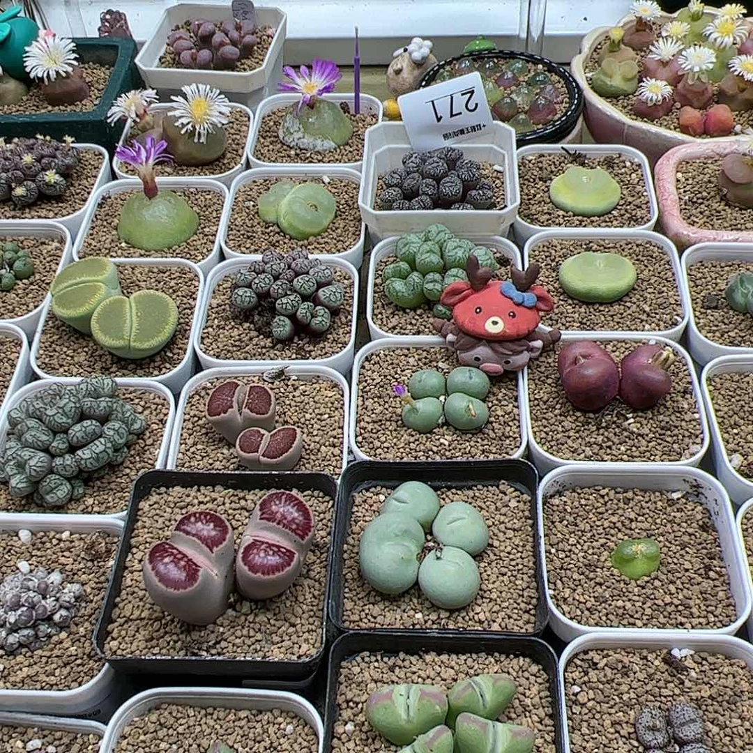 【闪购商品】亻****见289 双11福利 一箱