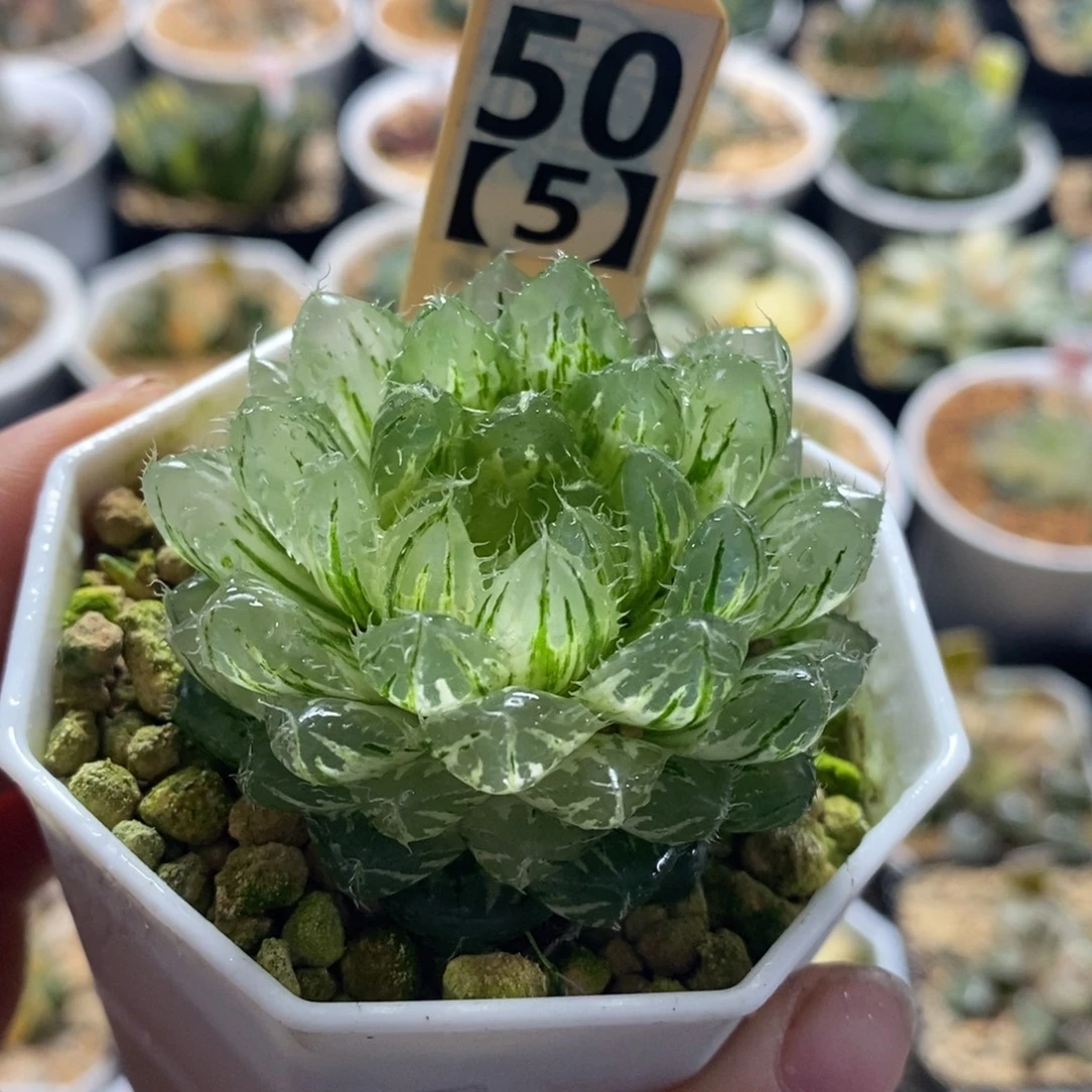 不开花植物505翠云