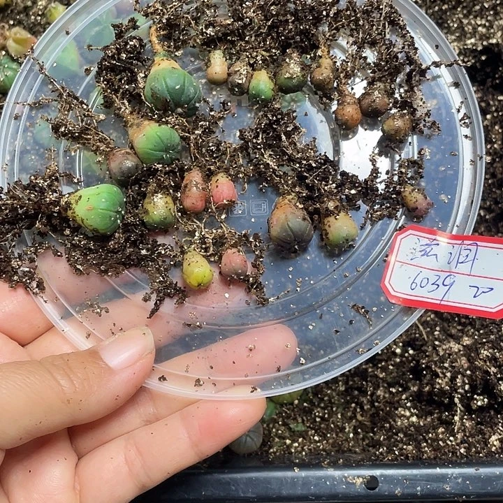 滋*小兜喵一盘20米