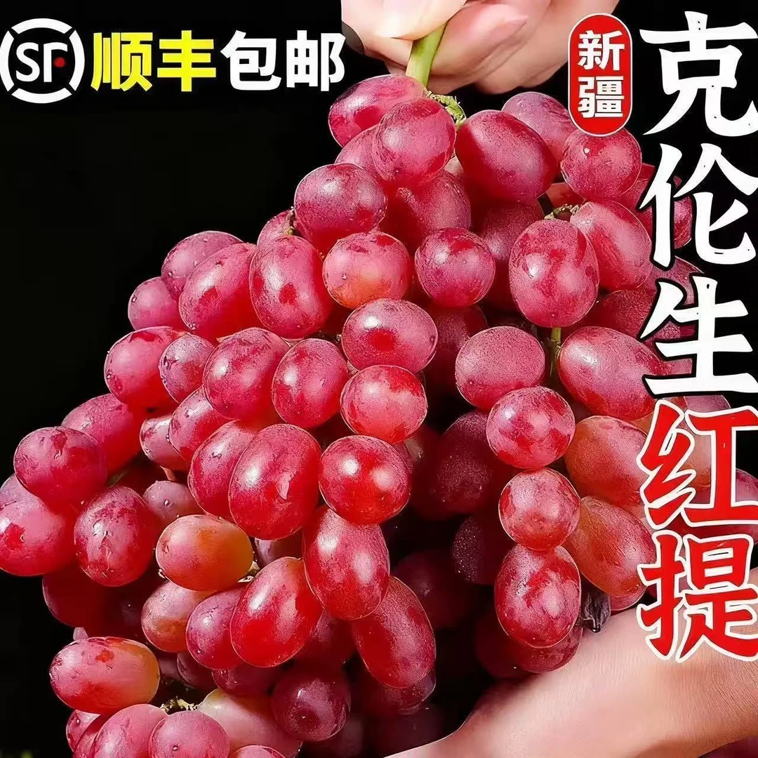 【顺丰冷链ZZ】正宗新疆沙湾121团克伦生葡萄 小糖豆葡萄今天拍明天送货上门新疆维吾尔自治区