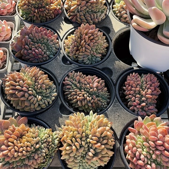 凌雪缀化13.86464499494946