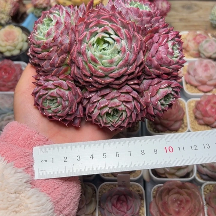 小*嗝267 多肉植物组合