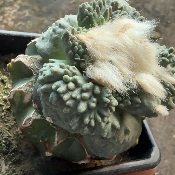 无花朵580大炸尤哥斯拉东三