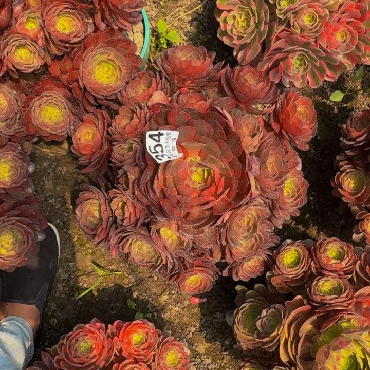 万七彩花25-27包邮花花