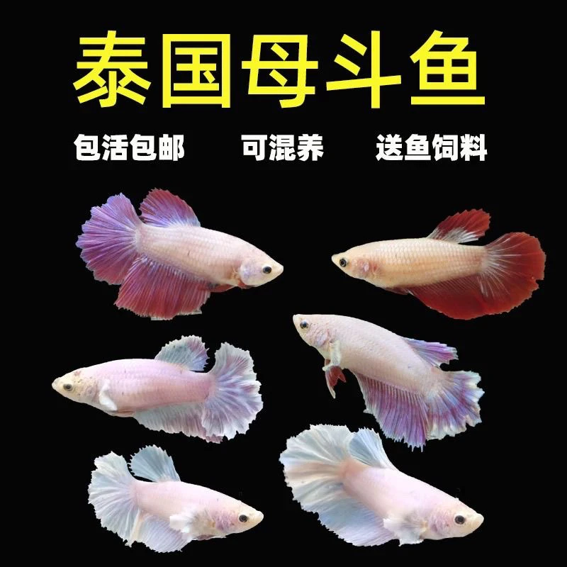 泰国斗鱼母鱼爆卵可繁殖可混养斗鱼耐活耐养可爱免打氧小型热带鱼