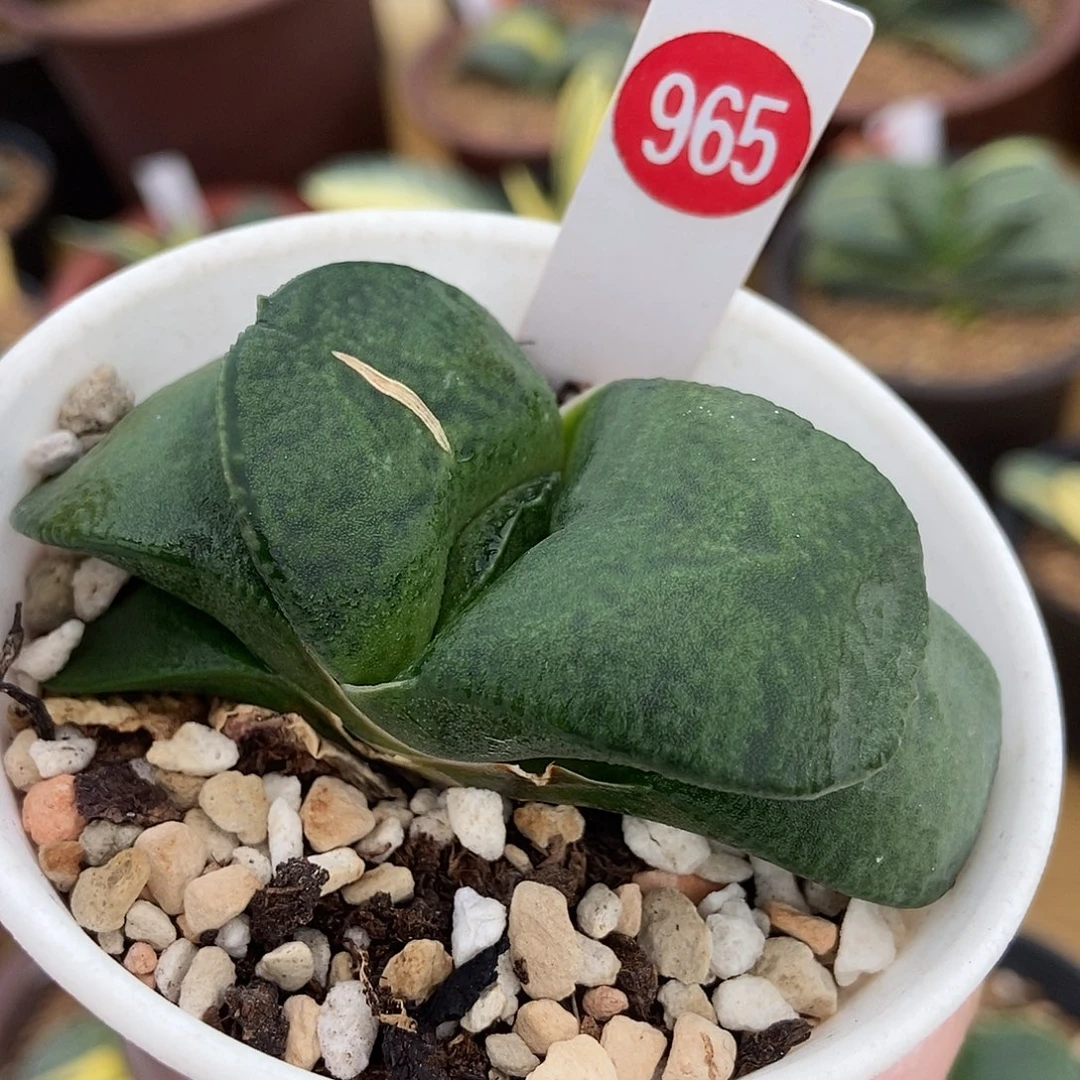 965卧牛实生带盆发货