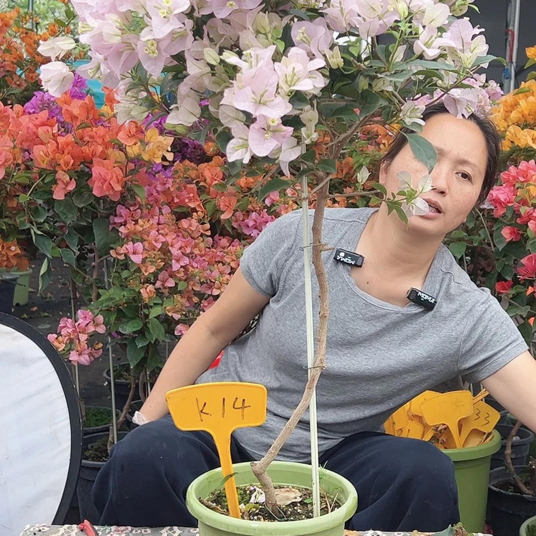 酷***大部分花苞少量开放K14苹果花