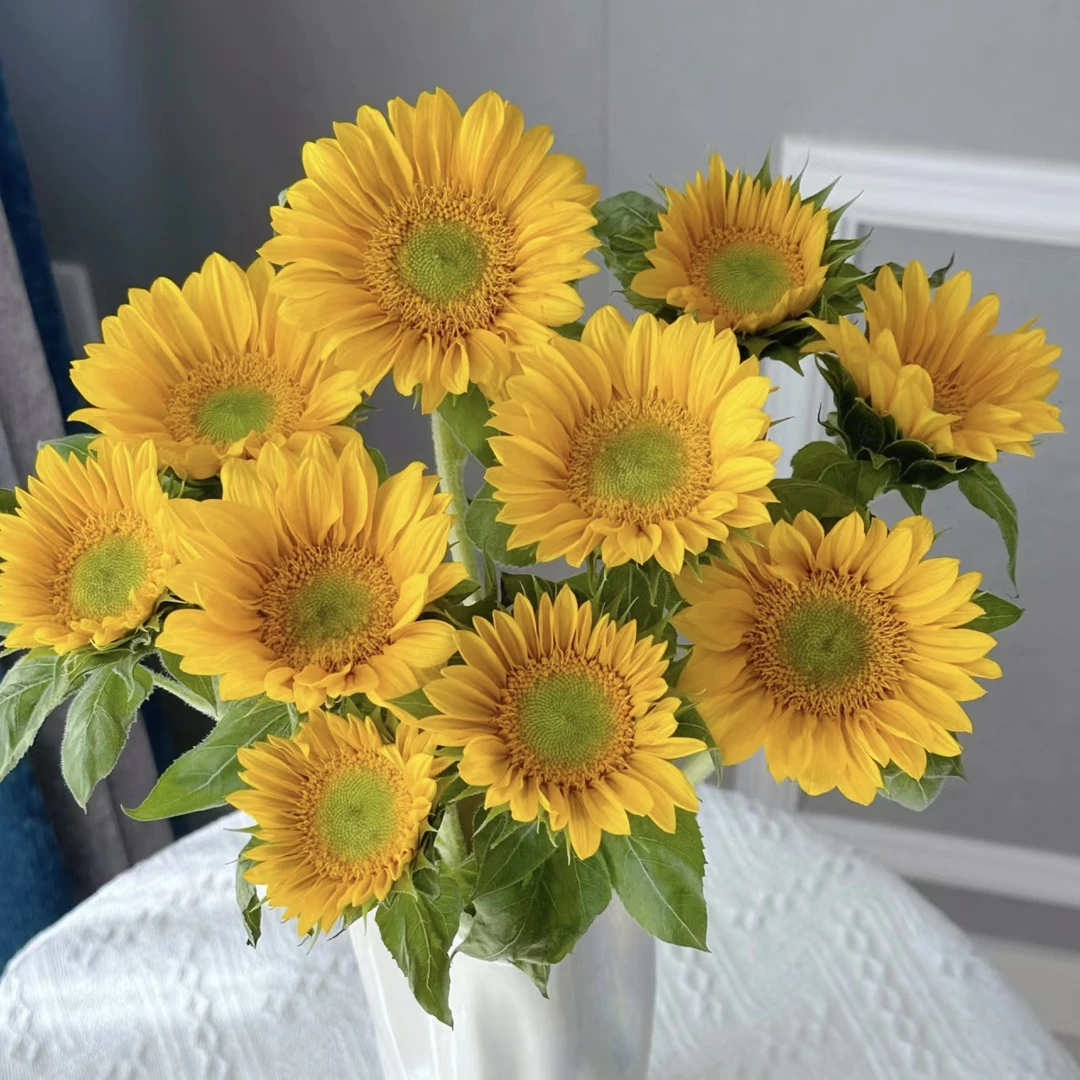 5枝绿心向日葵(不卖大小)【两单顺丰冷链或京东快递】云南鲜花基地