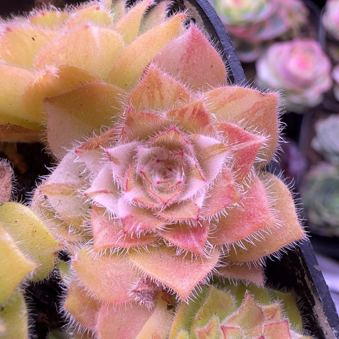 L253半城玫瑰明镜