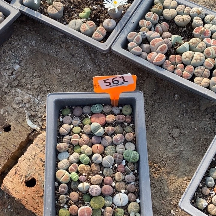 你***吗生石花等植物的运费生长561