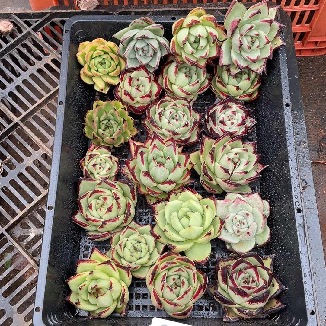 若如东云组拍375