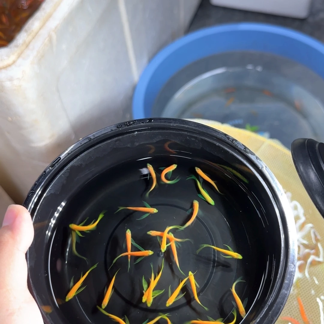 斑马鱼竞拍福利套餐