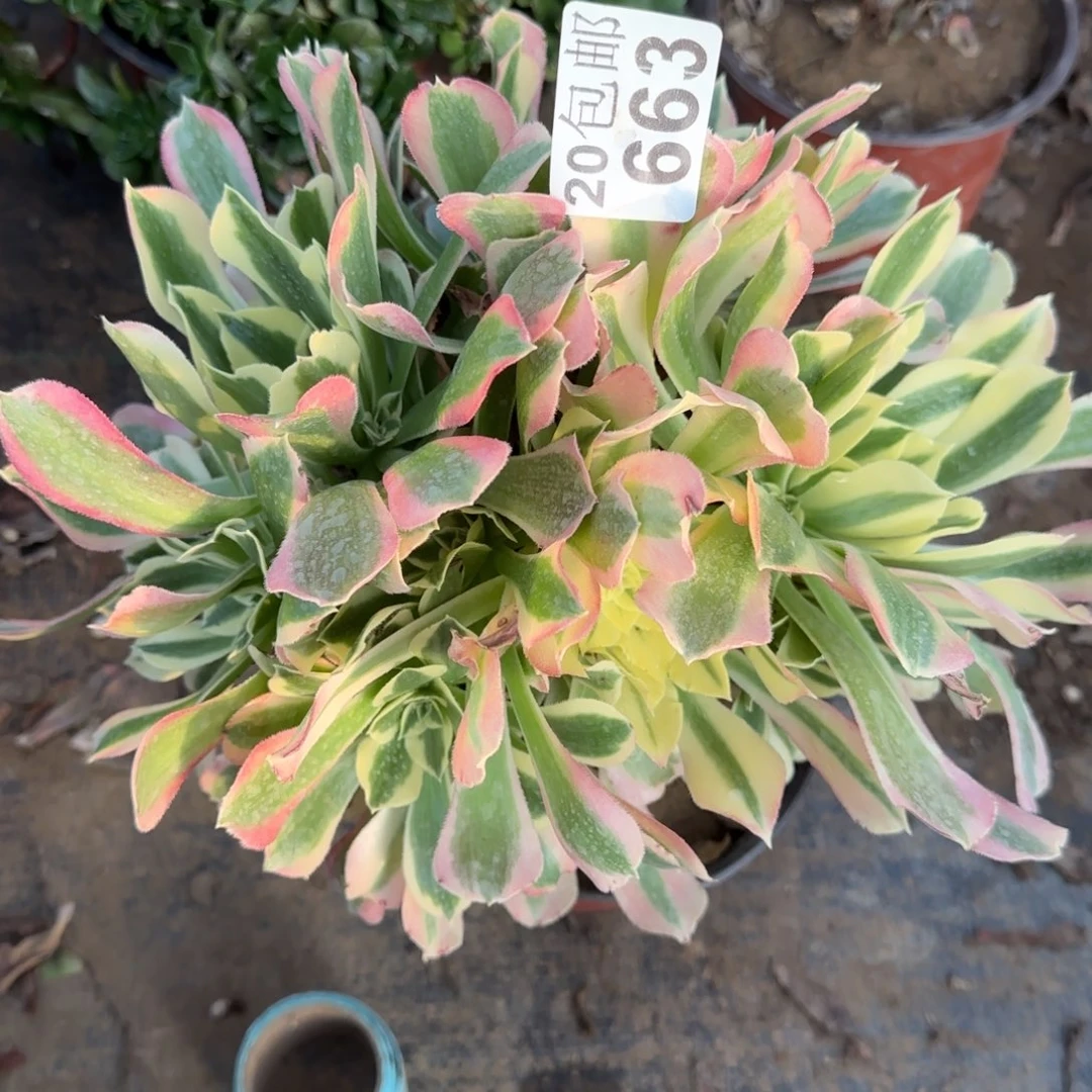 雨花石663满20包邮断枝不包