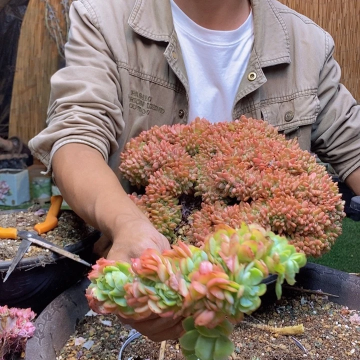 奇***花273号碧桃多肉植物
