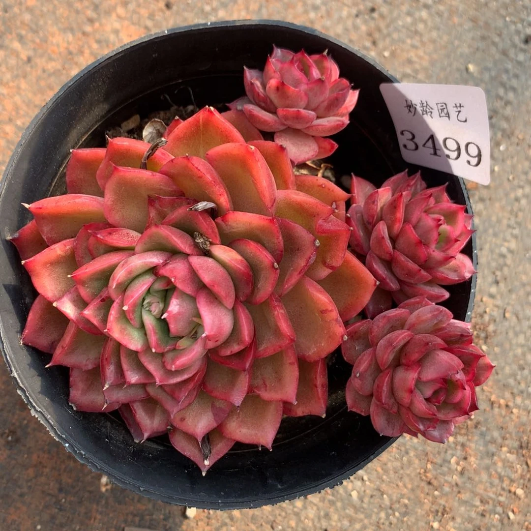 3499杂交精品基地10厘米