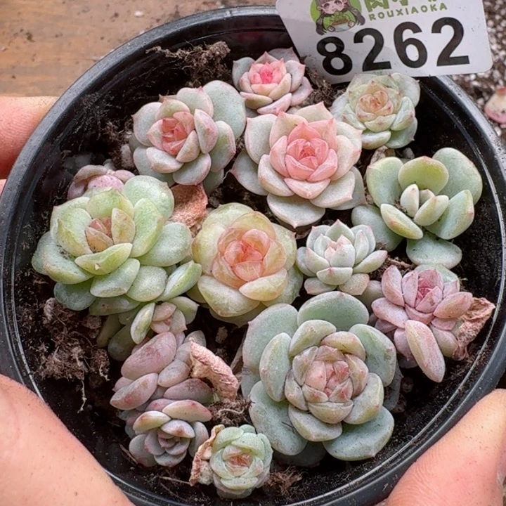 多肉植物多肉植物