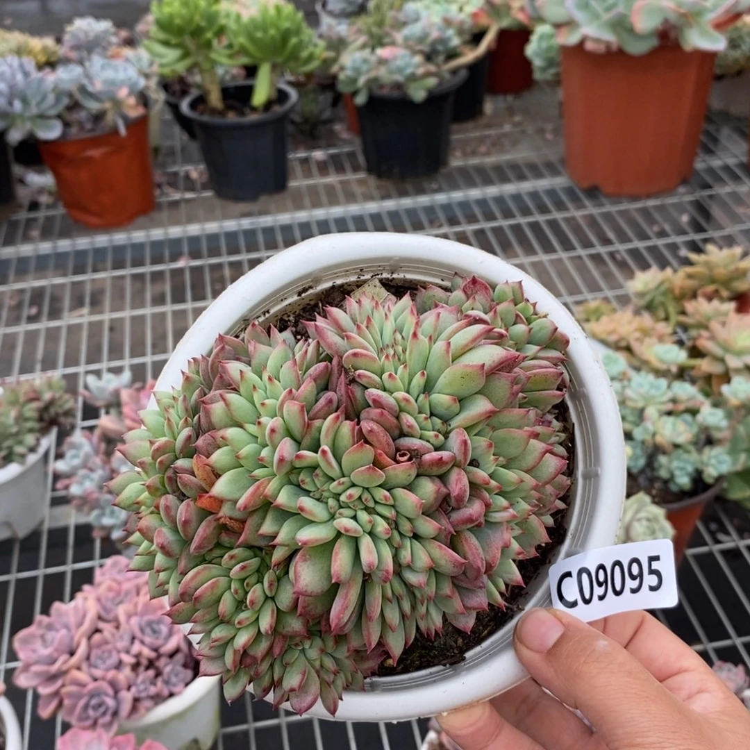 9095红拉糖缀化一物一拍