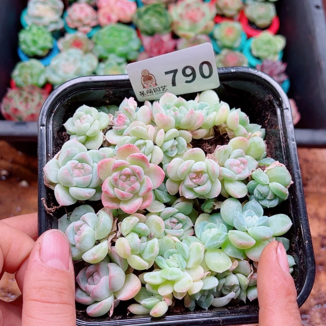 多肉植物多肉植物