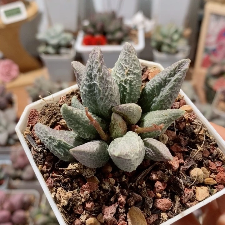 融冰水泡多肉植物