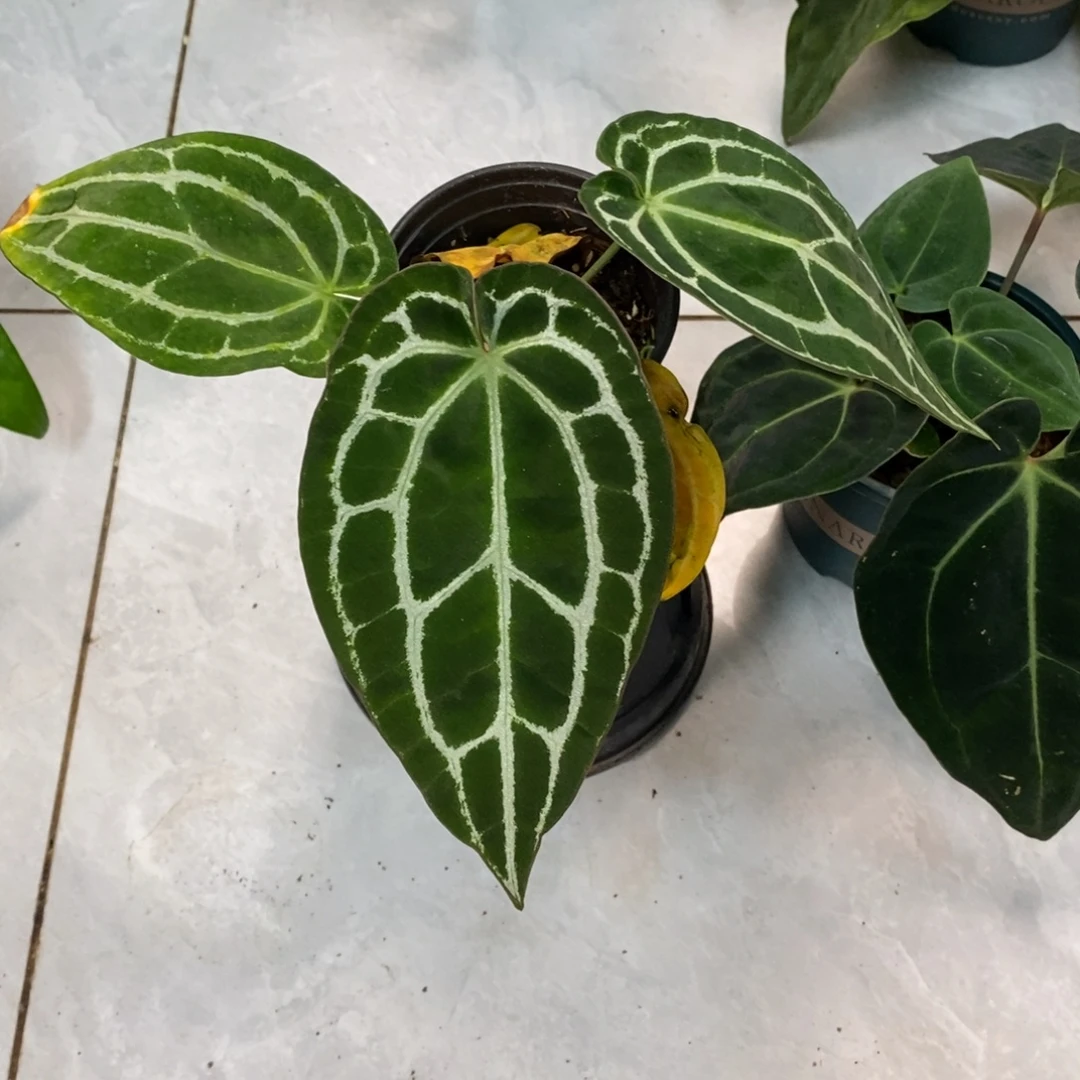不开花植物黑水晶籽播（2颗包邮无售后）