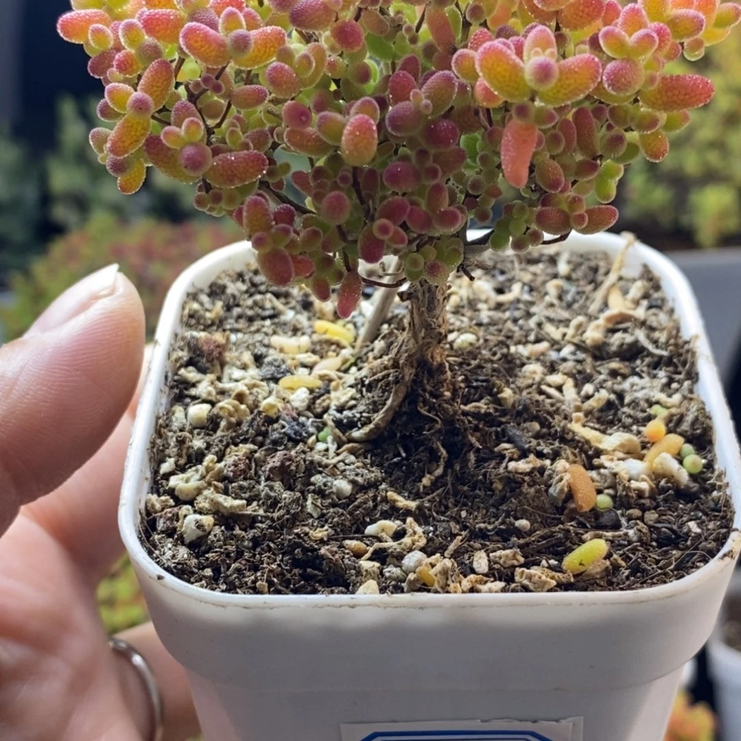 完全开放2号蜜橘糖球