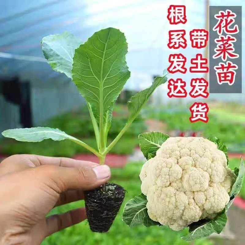 青梗花菜苗秧苗青梗花椰菜四季松花种苗花椰菜耐热抗寒春季有机菜
