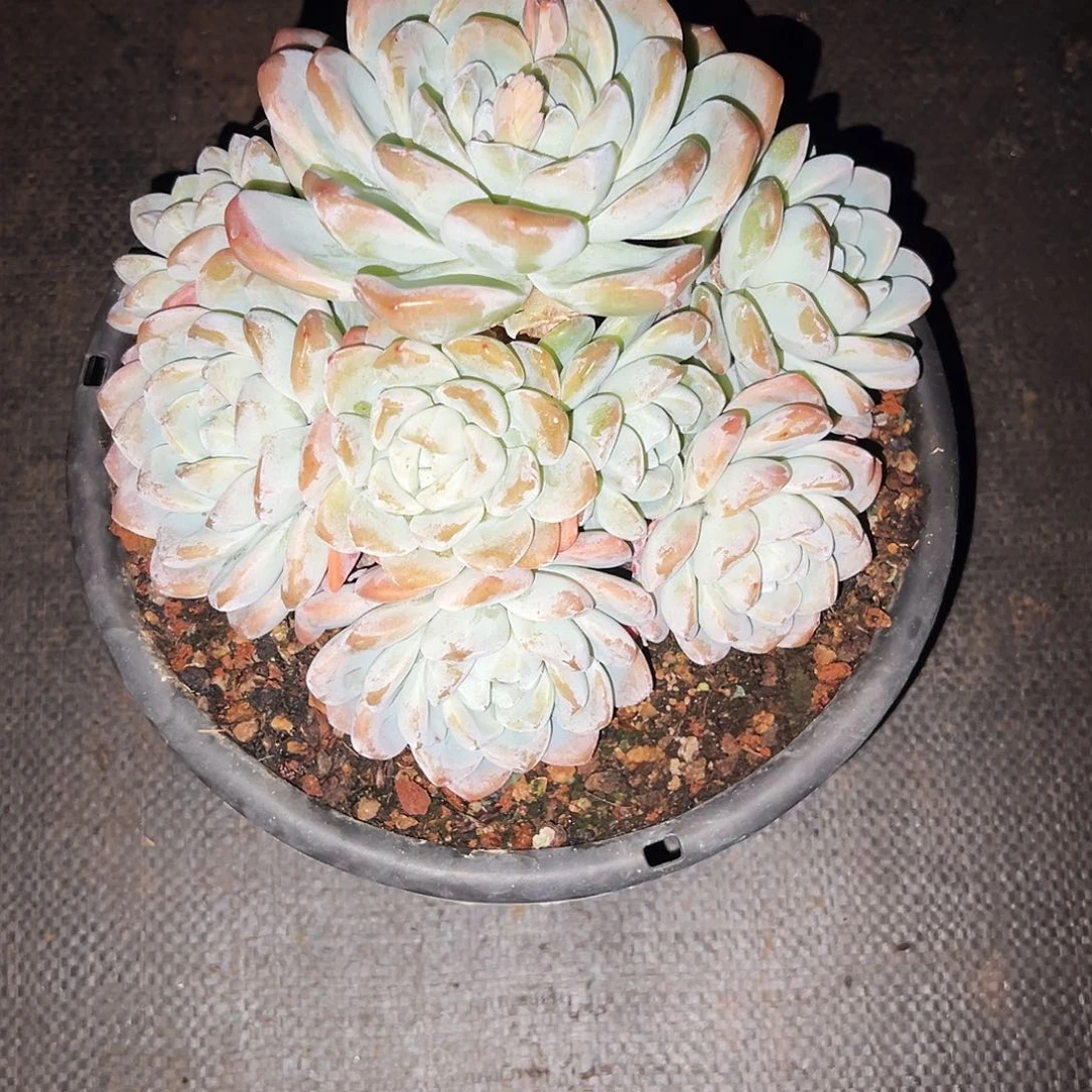 L***8冰玉冰玉冰玉冰玉