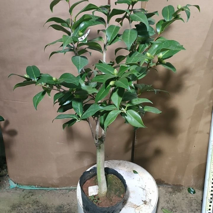 479马可波罗，原盆原土发货，不包邮