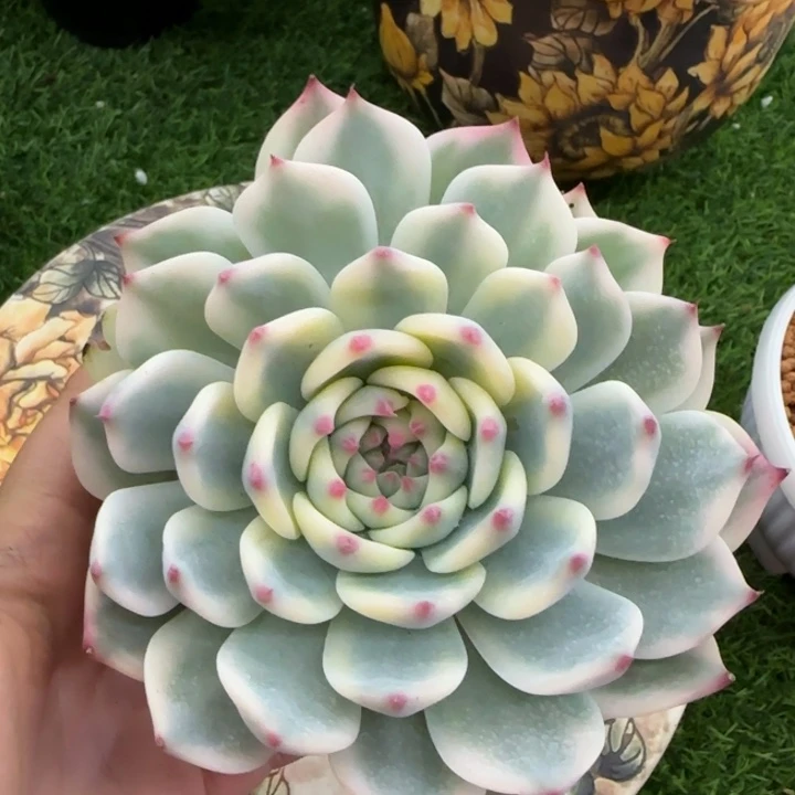吉娃娃锦多肉植物