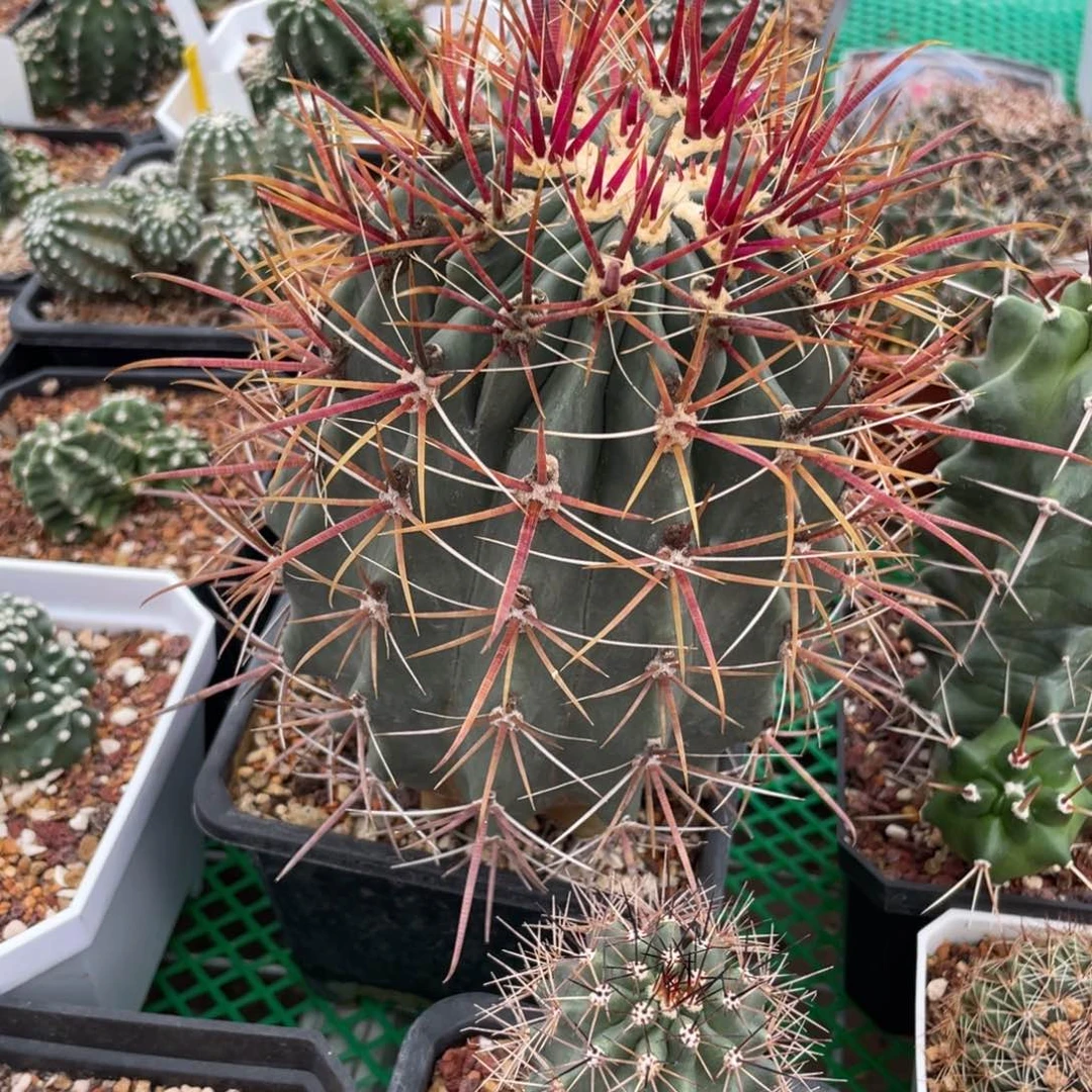 鹿角柱实生仙人球强刺球