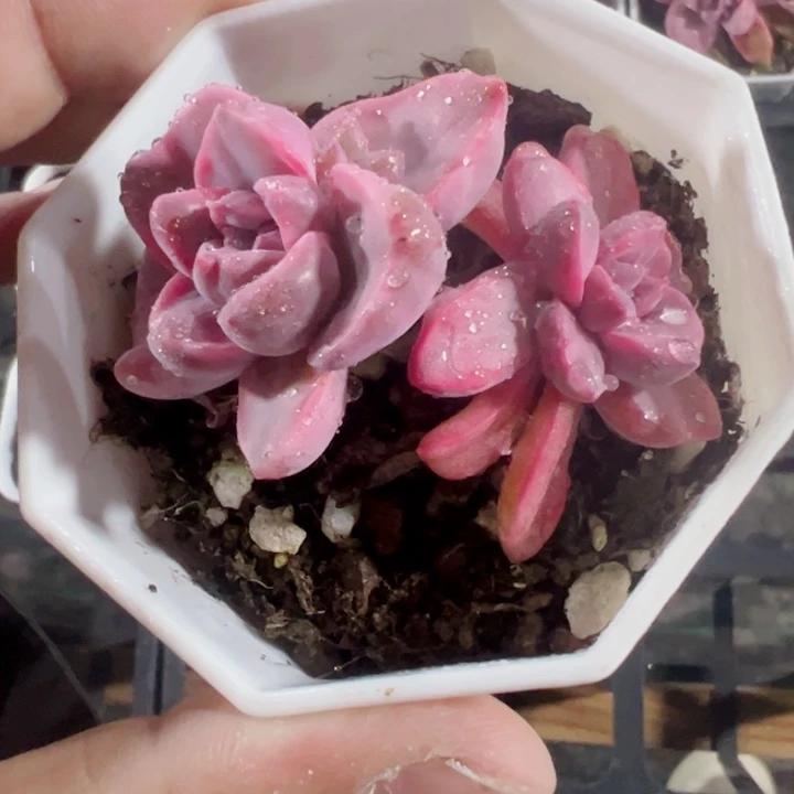 彩虹糖锦精品多肉