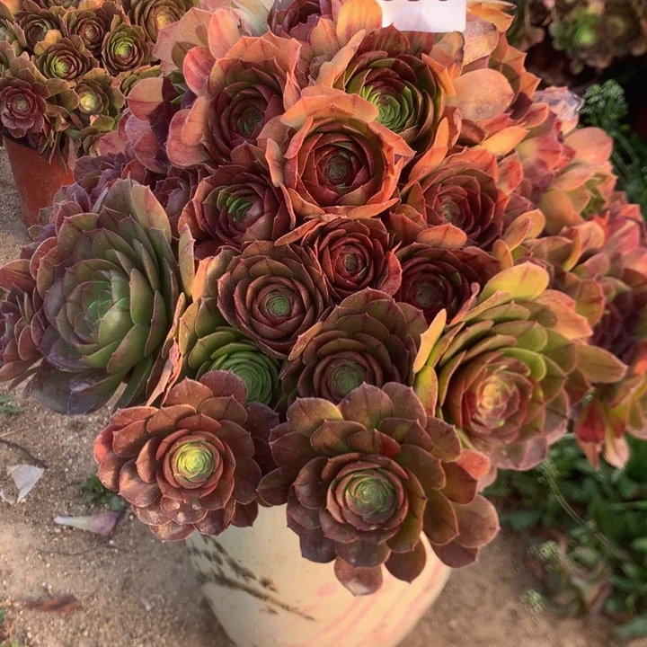 350花月夜多肉植物
