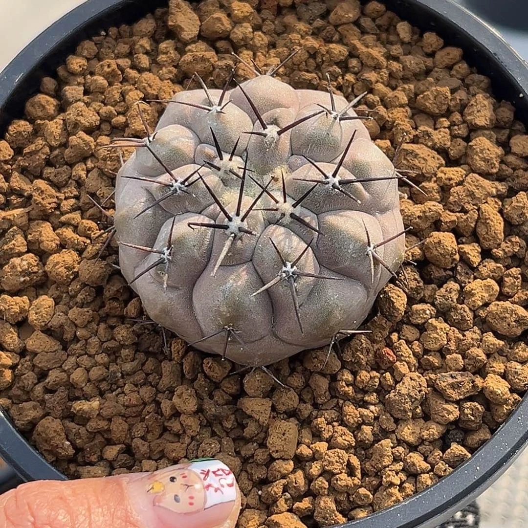 黑王丸Zzzzzzzzzzzzzzzz