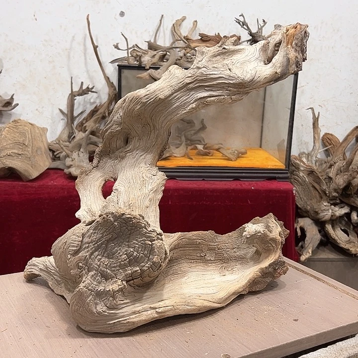 柏木无**…我们的生活是以自己的