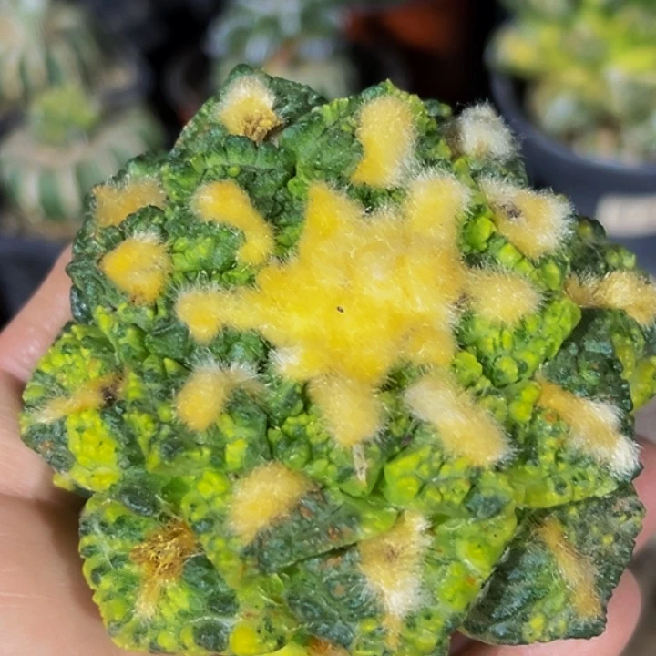 无花朵超散班花锦螺旋大尤龟甲牡丹锦656
