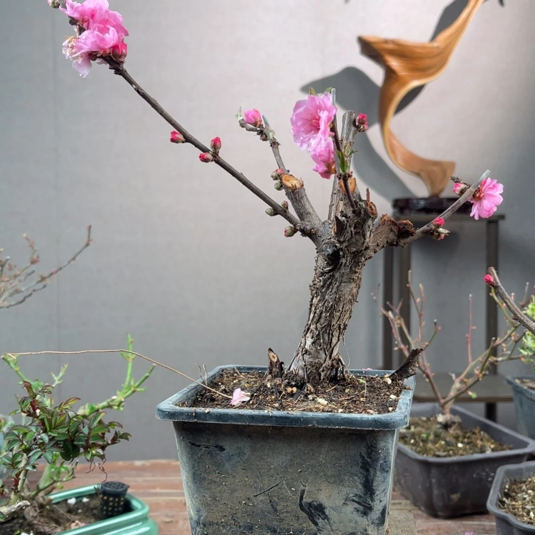 微月季盆景111111空****恙