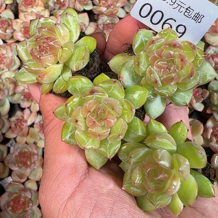 新店开播福利全场9.9包邮69
